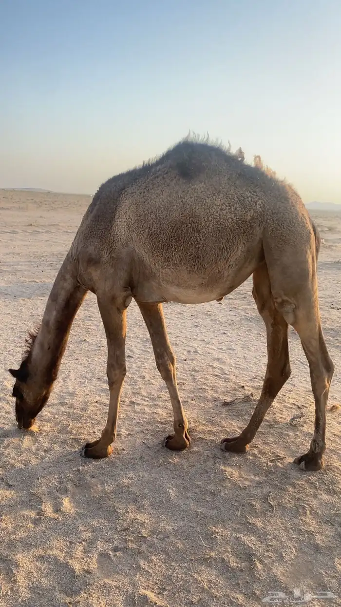 بكره بريه عمرها سنه و7 شهور 0