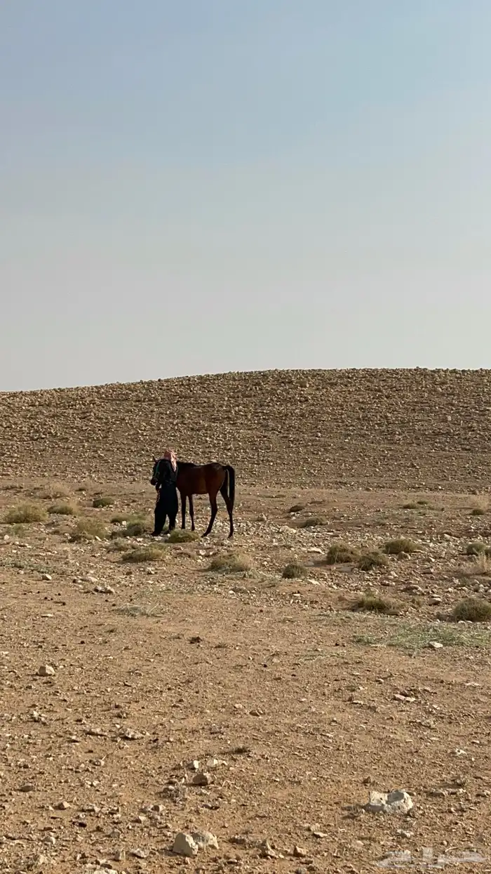 حصان عربي شعبي عمره. سنه ونص 6
