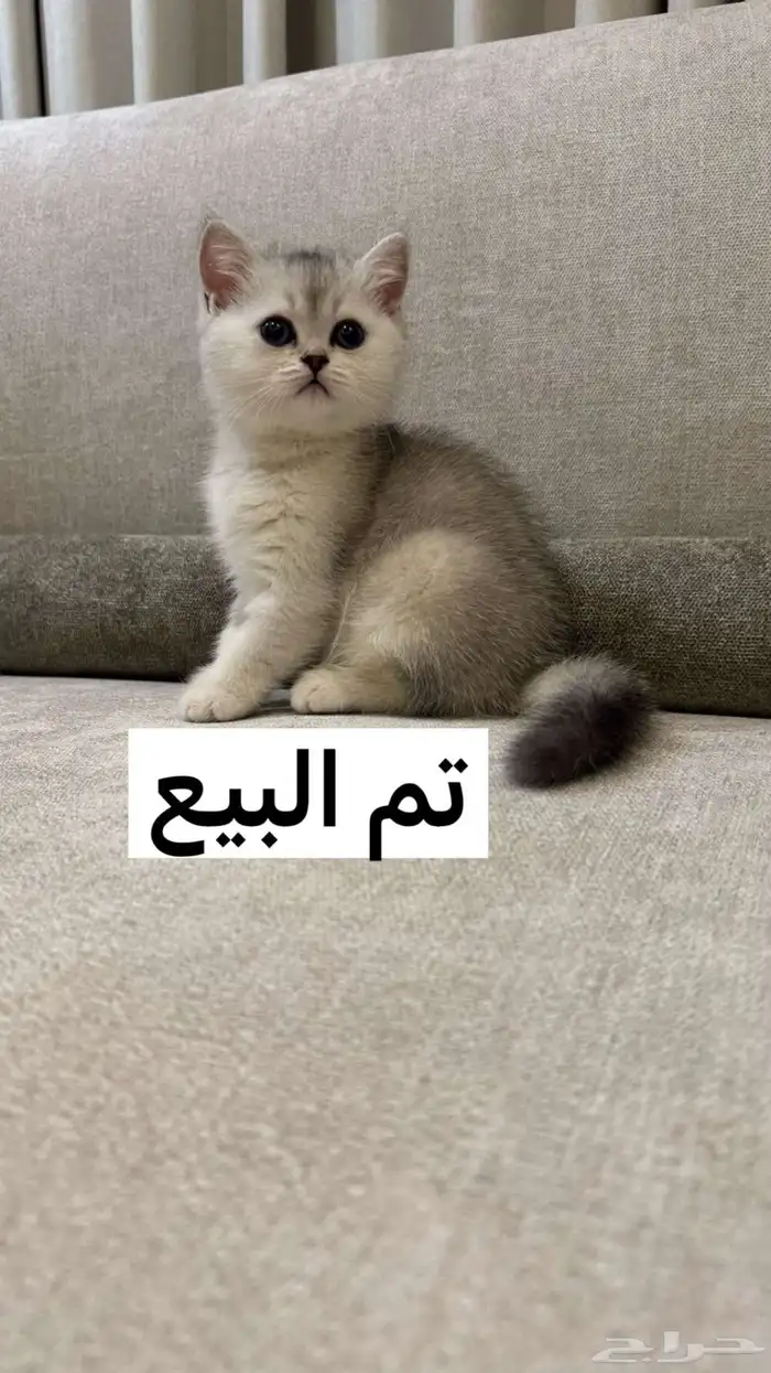 قطط سكوتش تربل فولد وبرتش 0