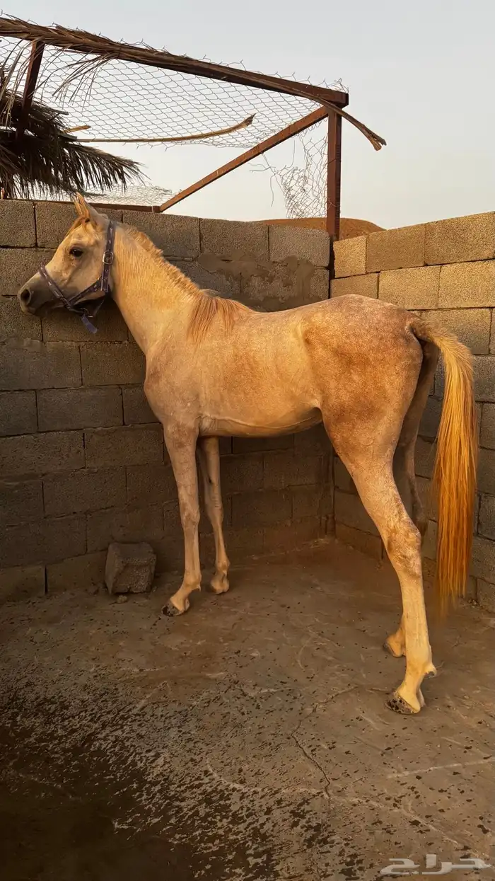 مهر شعبي 1