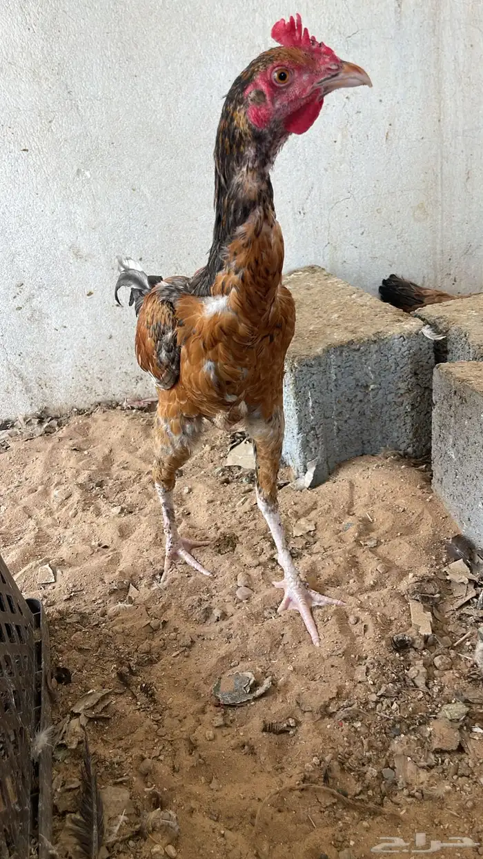 دجاج باكستاني شرورة 14