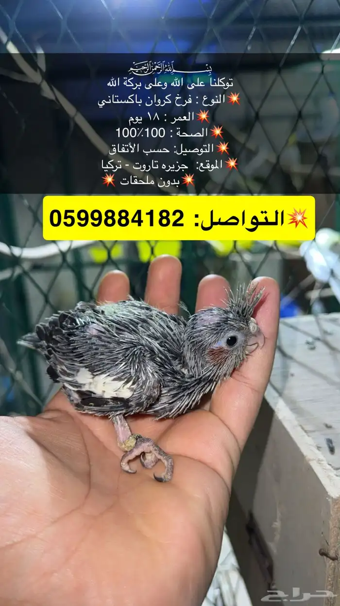 فرخ كروان متعود عع الغر 0
