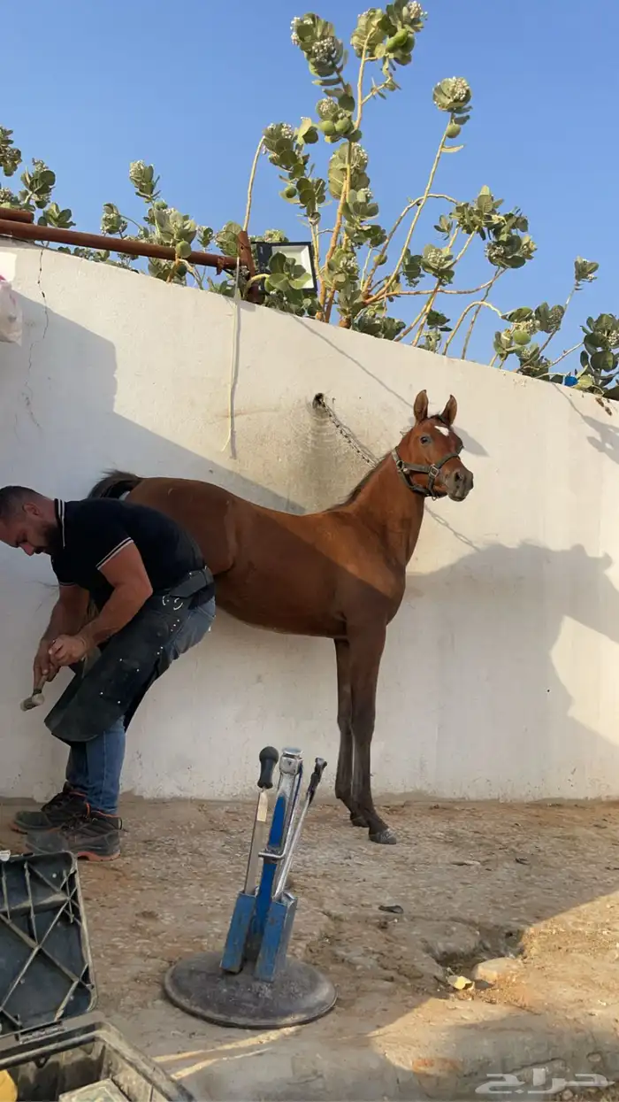 ايوا خيل وعسف 4