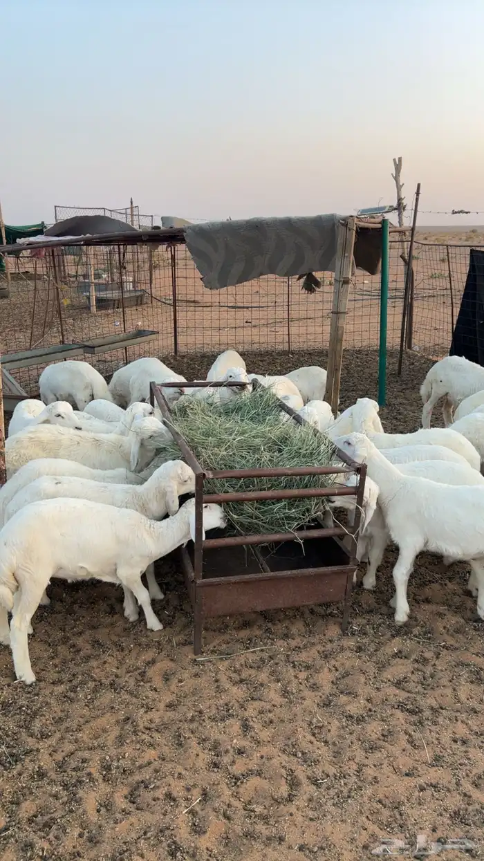 بهم حري العدد 35 راس فيها 7 رخال و28 خروف 0