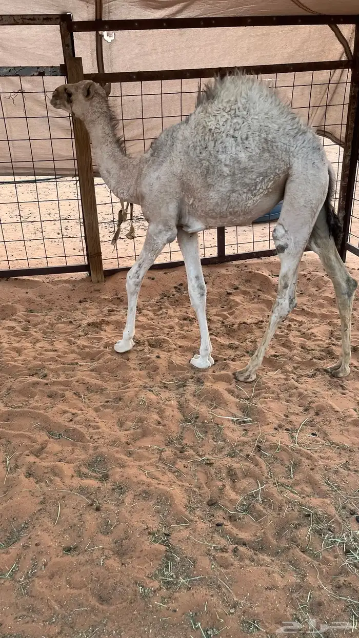 البيع بكره قصب 0