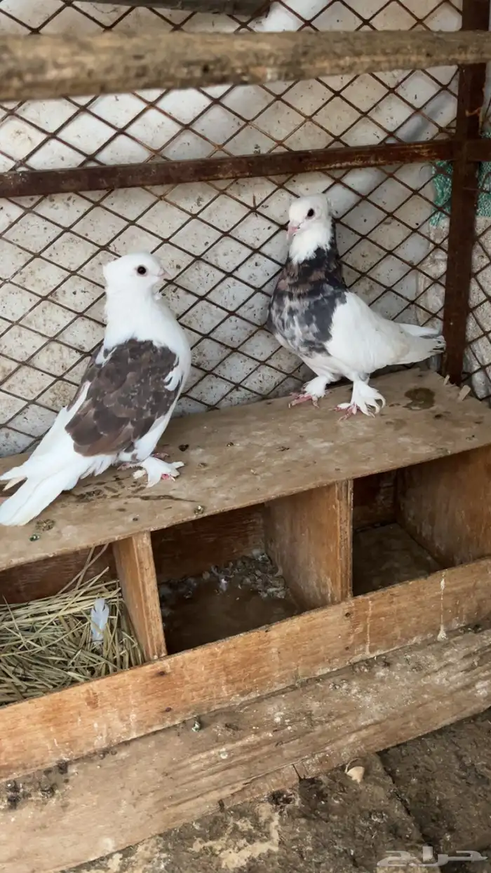 سلام عليكم ورحمة الله وبركاته اعرض لكم حمام نظيف 2