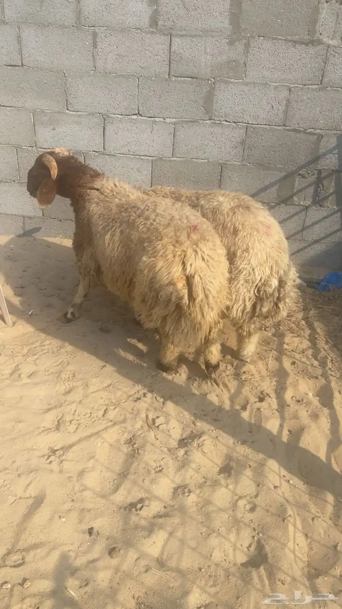 خرفان نعيم بلدي 0