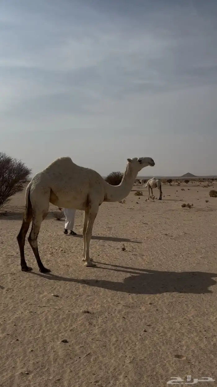 بكره لقيه 0