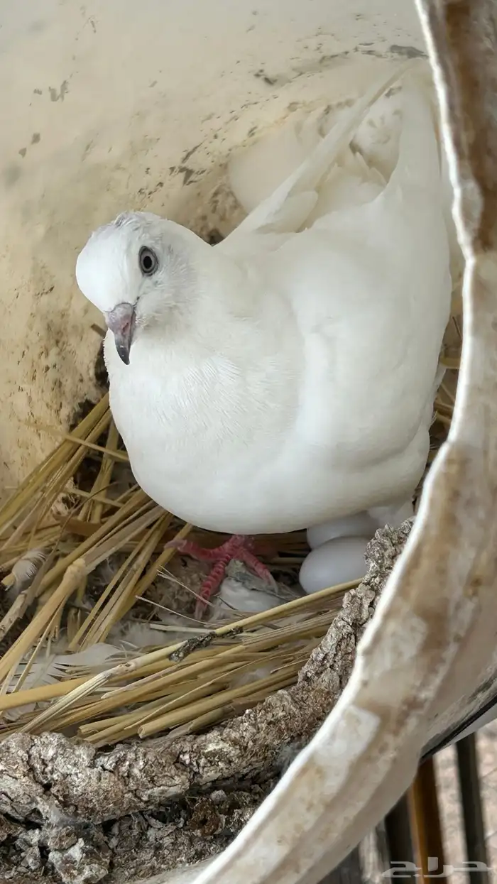 حمام فرنسي 6