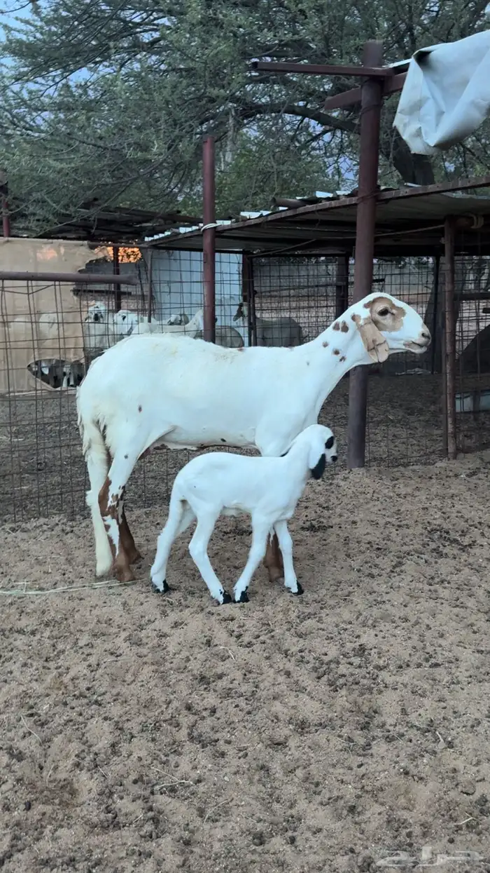 رخل سواكنيه بيضا معها رخل 0