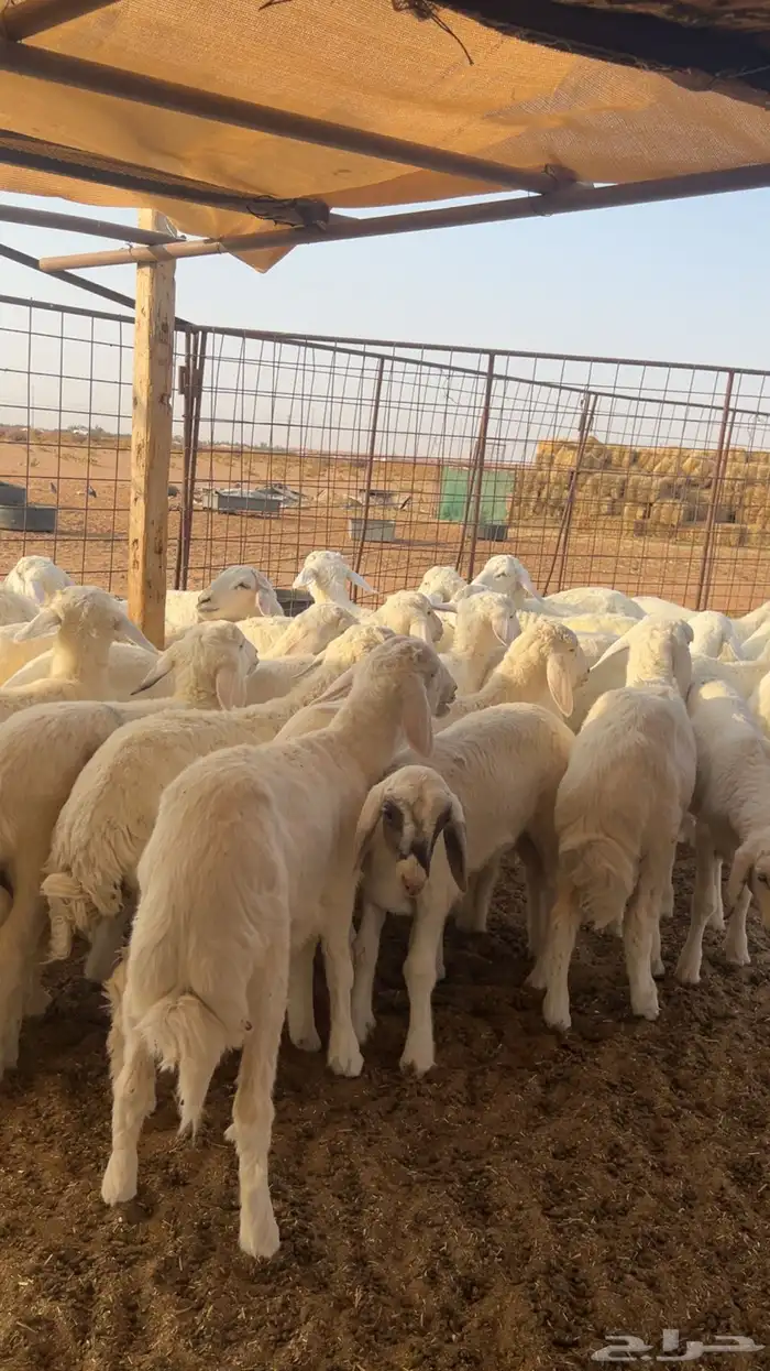 بهم حري العدد 35 راس فيها 7 رخال و28 خروف 2