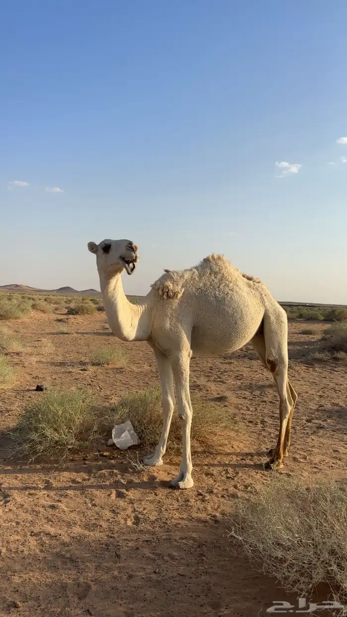 بكره حقه 4