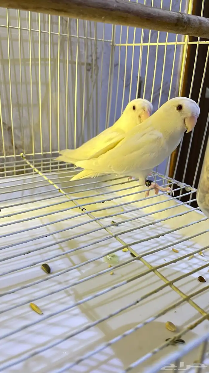 جوز روز البينو منتج 0