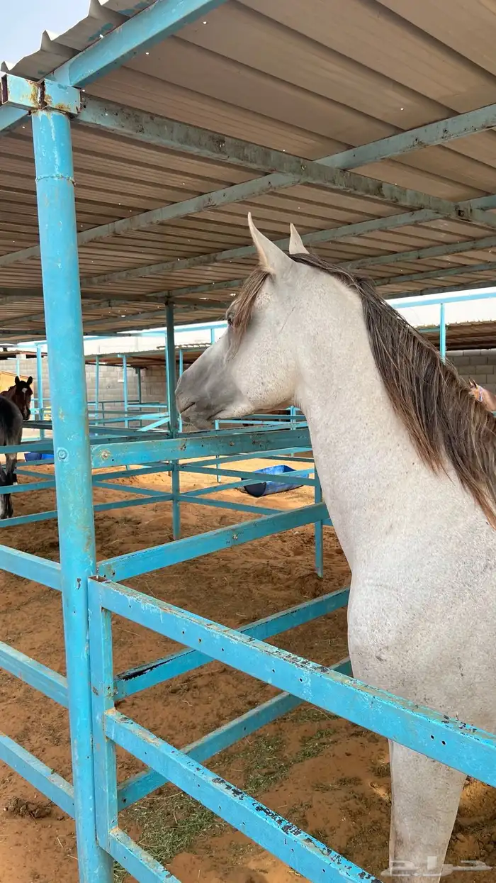 حصان شعبي 0
