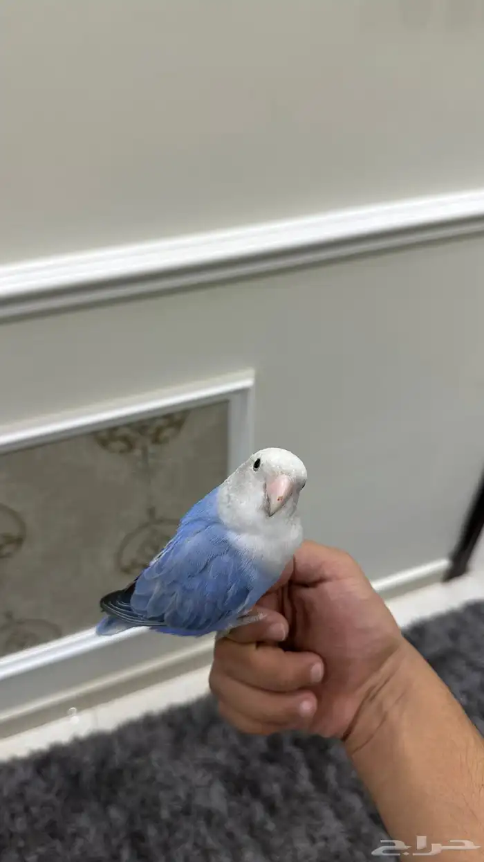 روز اليف وهدد( تم البيع) 0