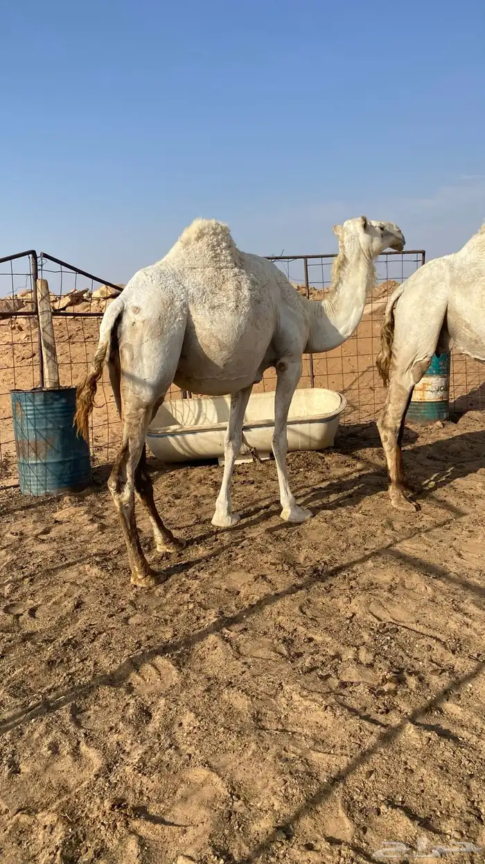 القحات وضحى وشعلا 3