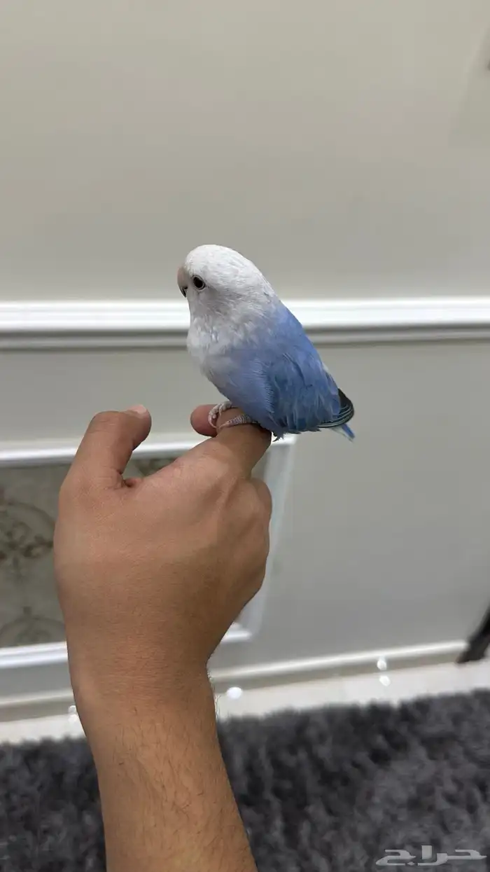 روز اليف وهدد( تم البيع) 2