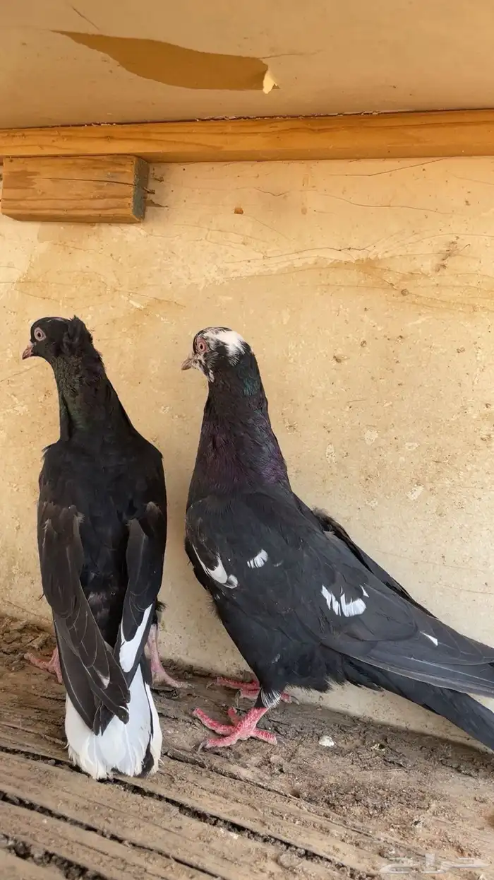 جوز قلابي 3