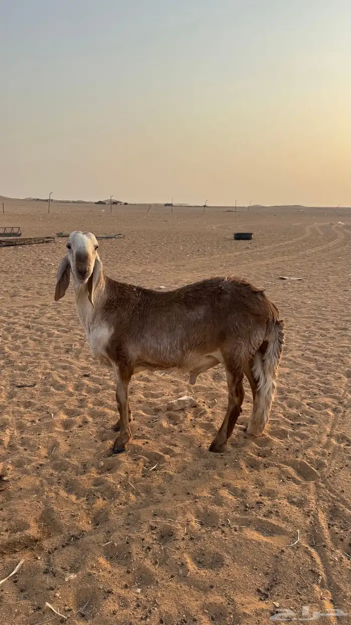 جذع سواكني 0