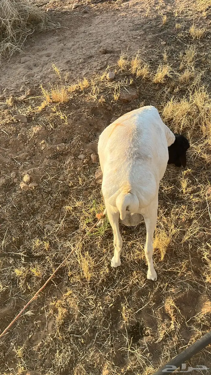 برابر جدعان 1