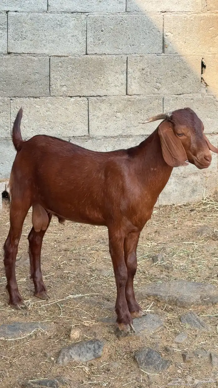 مشروع فحل ادهم كلهاري 1