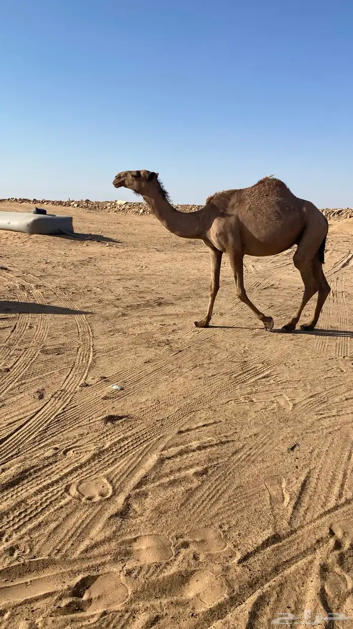 القحات وضحى وشعلا 13