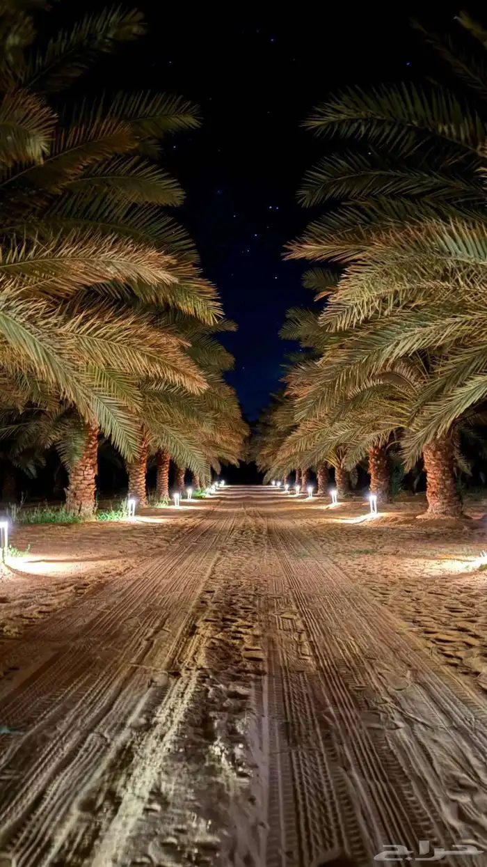 تمر للطحن مصانع - بسكوت- معمول 0