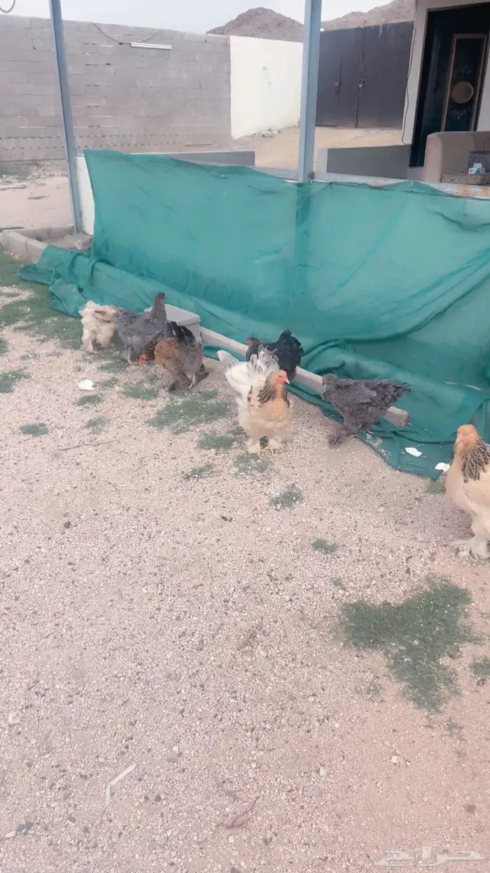 بيض براهما للبيع 2