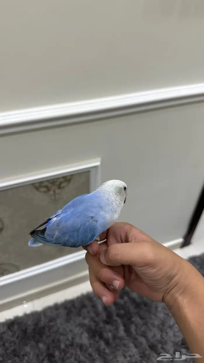 روز اليف وهدد( تم البيع) 3