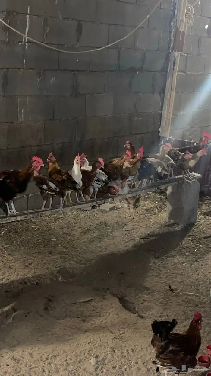 دجاج للبيع 3