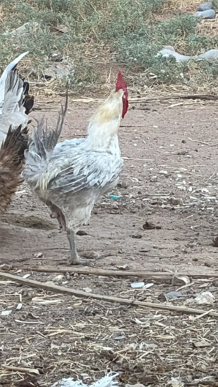 افروخ دجاج 1