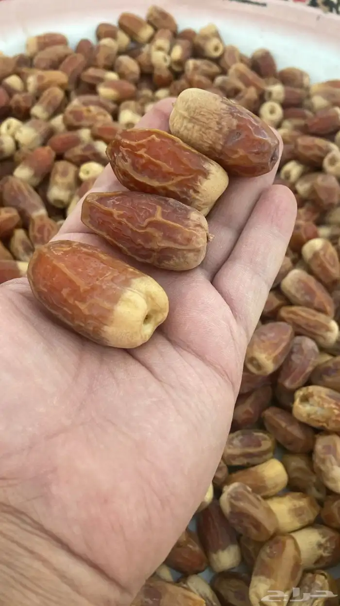 صقعي فاخر 0