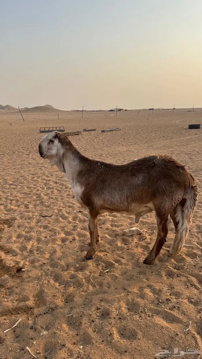 جذع سواكني 2