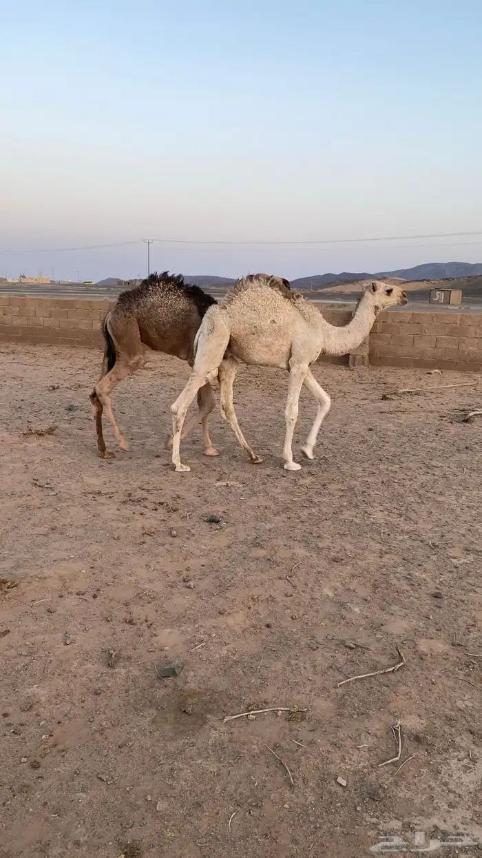 قعدان 1