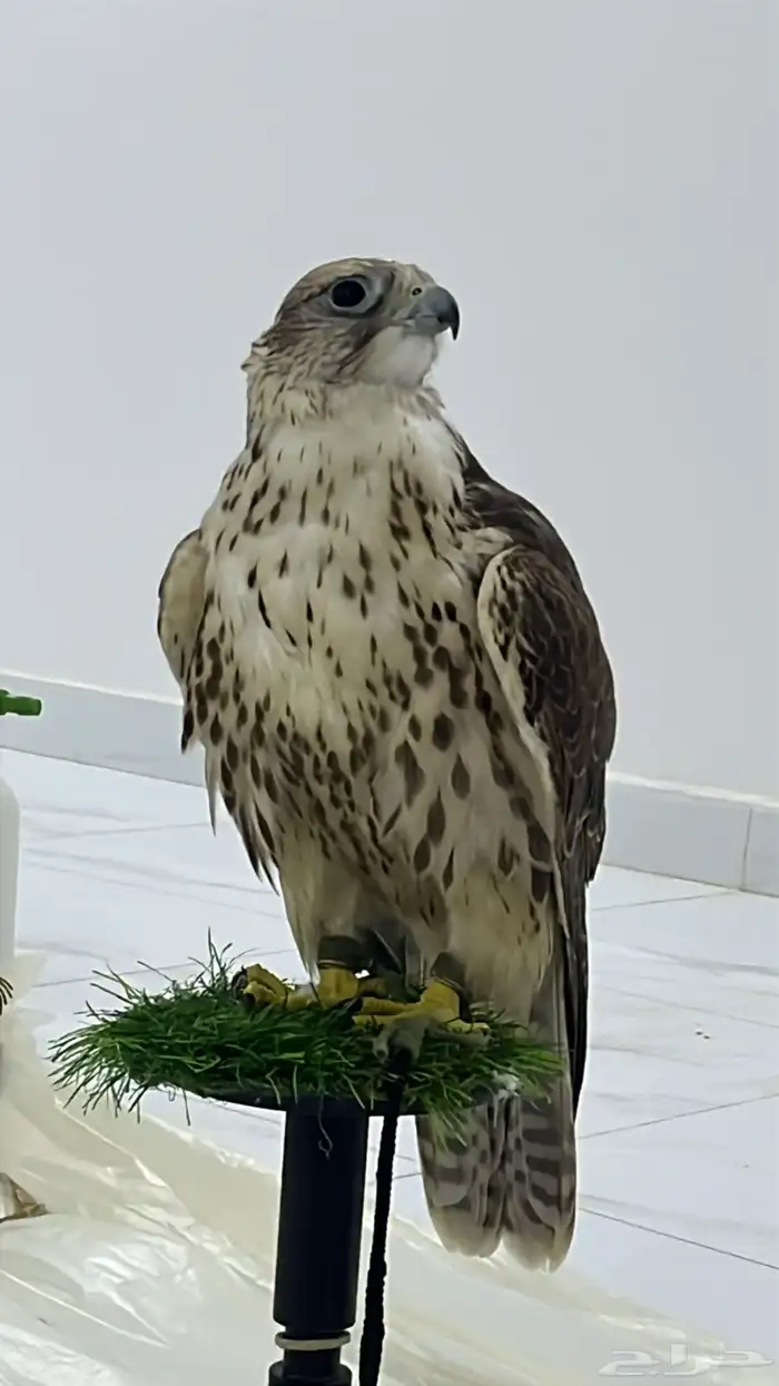تاجير صقور للمناسبات والاحتفلات مع صقار 2