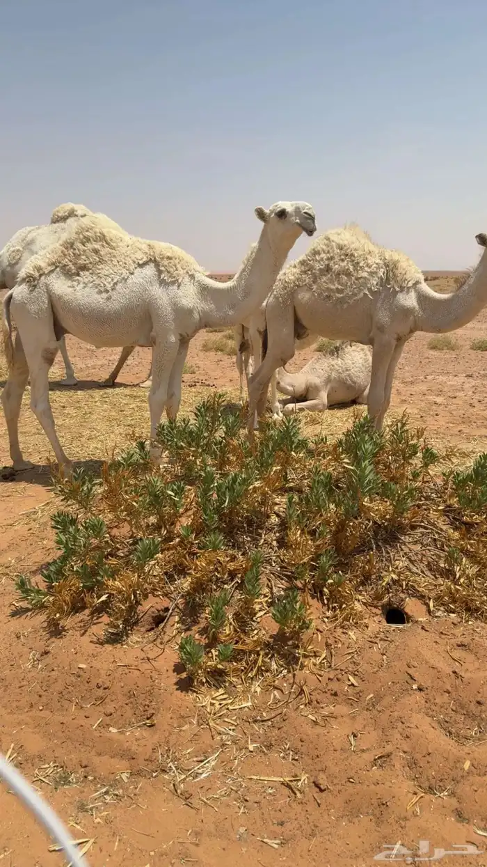 قعود كفو حيسوني 0