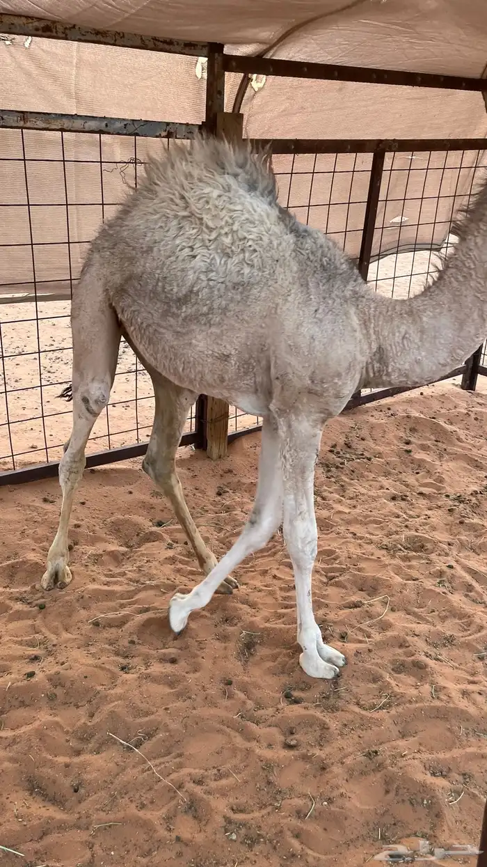 البيع بكره قصب 2