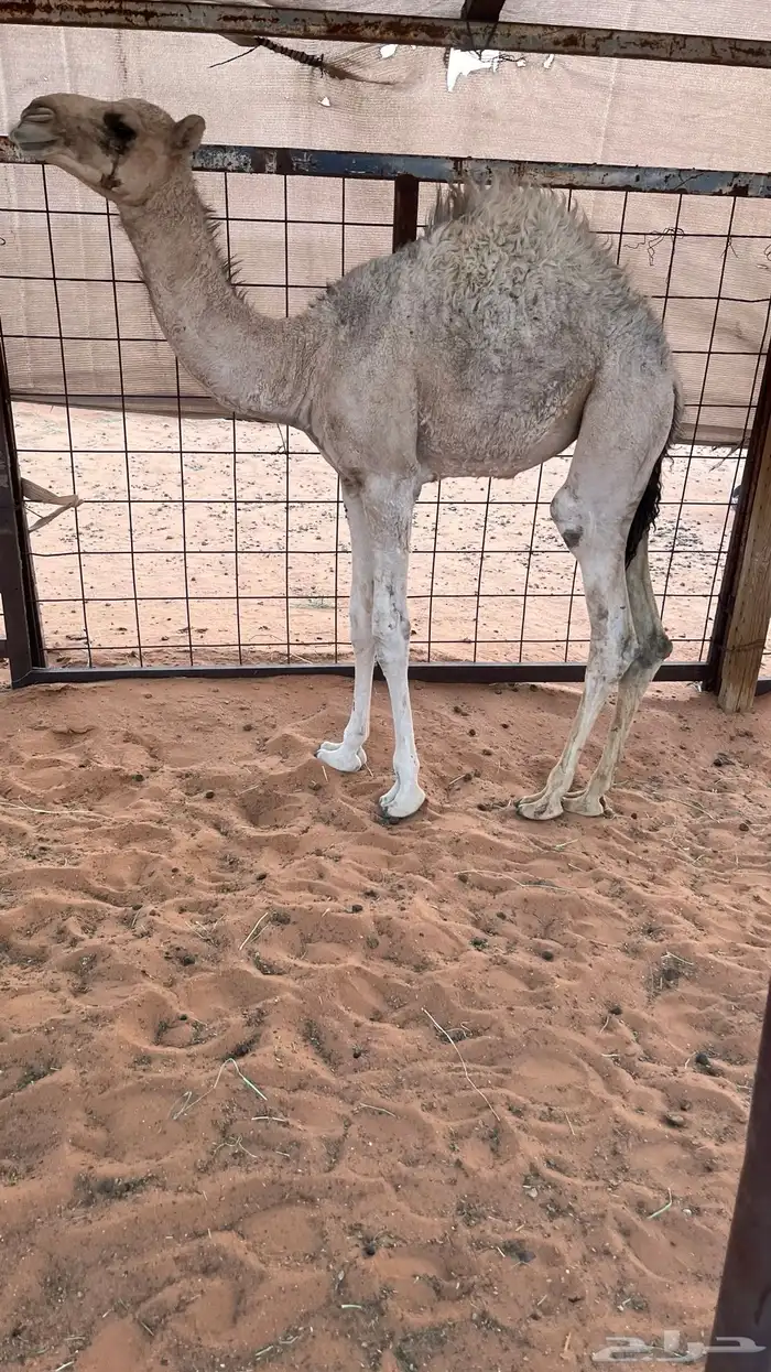 البيع بكره قصب 1