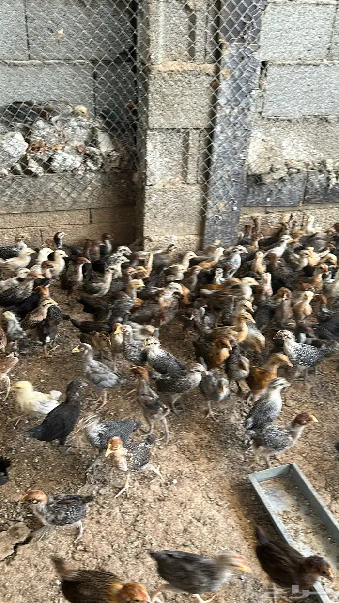 صوص بلدي وفيومي 0