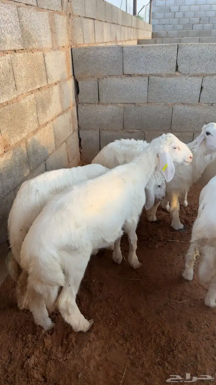 ذبايح 0