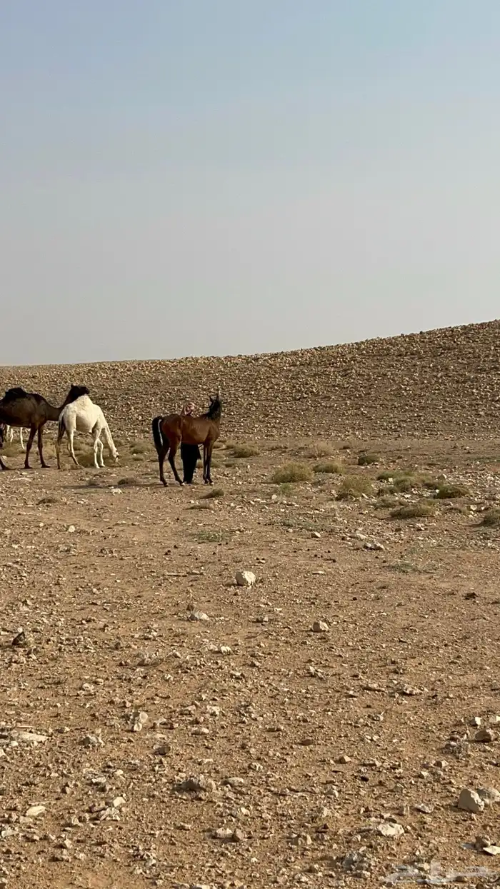 حصان عربي شعبي عمره. سنه ونص 4