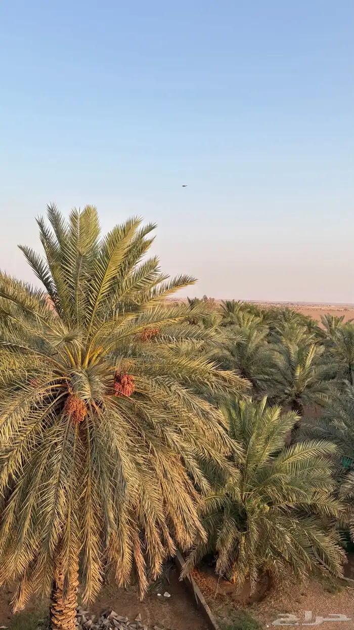 للبيع بالجملة تمر مزرعه 350 نخلة 0