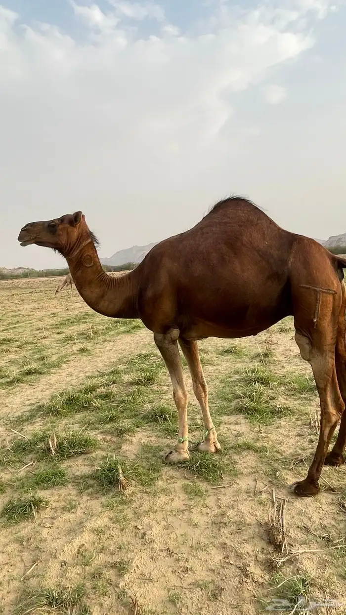 ناقه ساحليه حمر دهما 2