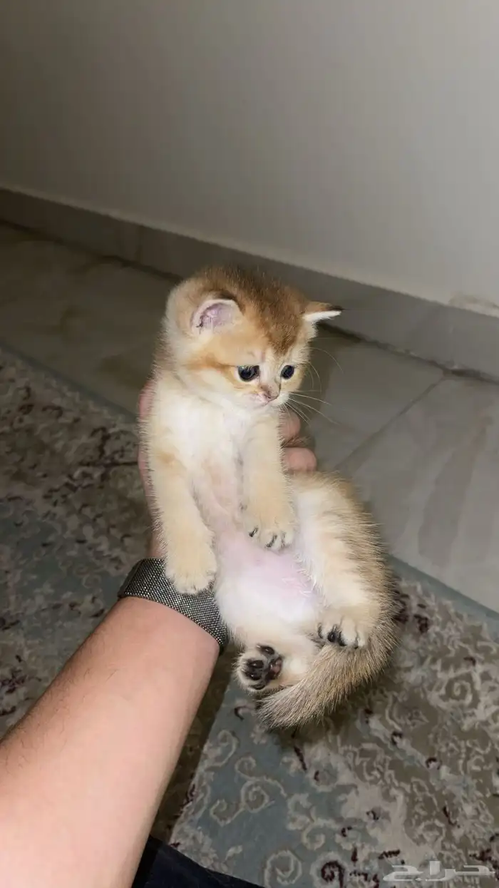 قطط سكوتش 0