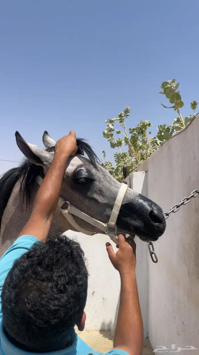 ايوا خيل وعسف 6