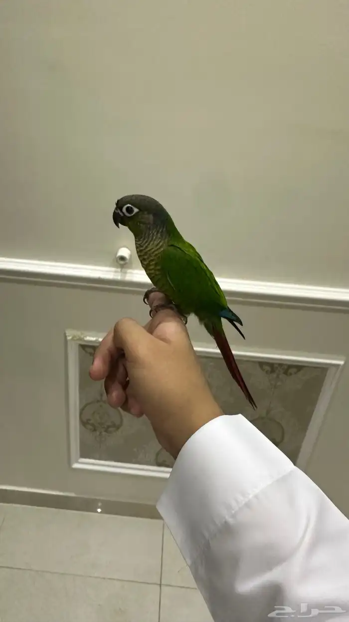 كنيور اليف وهدد نشبه(تم البيع) 3