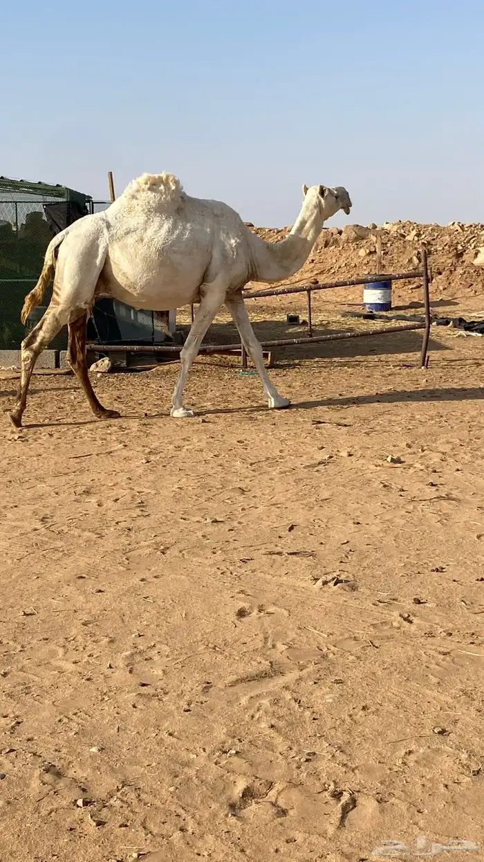 القحات وضحى وشعلا 6