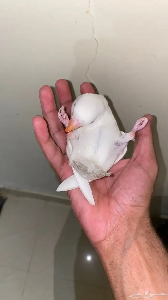 روز اليف هدد 2