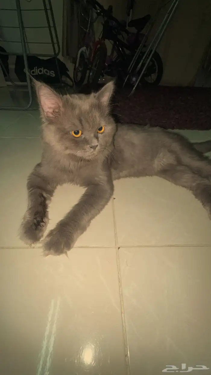 قطة 1