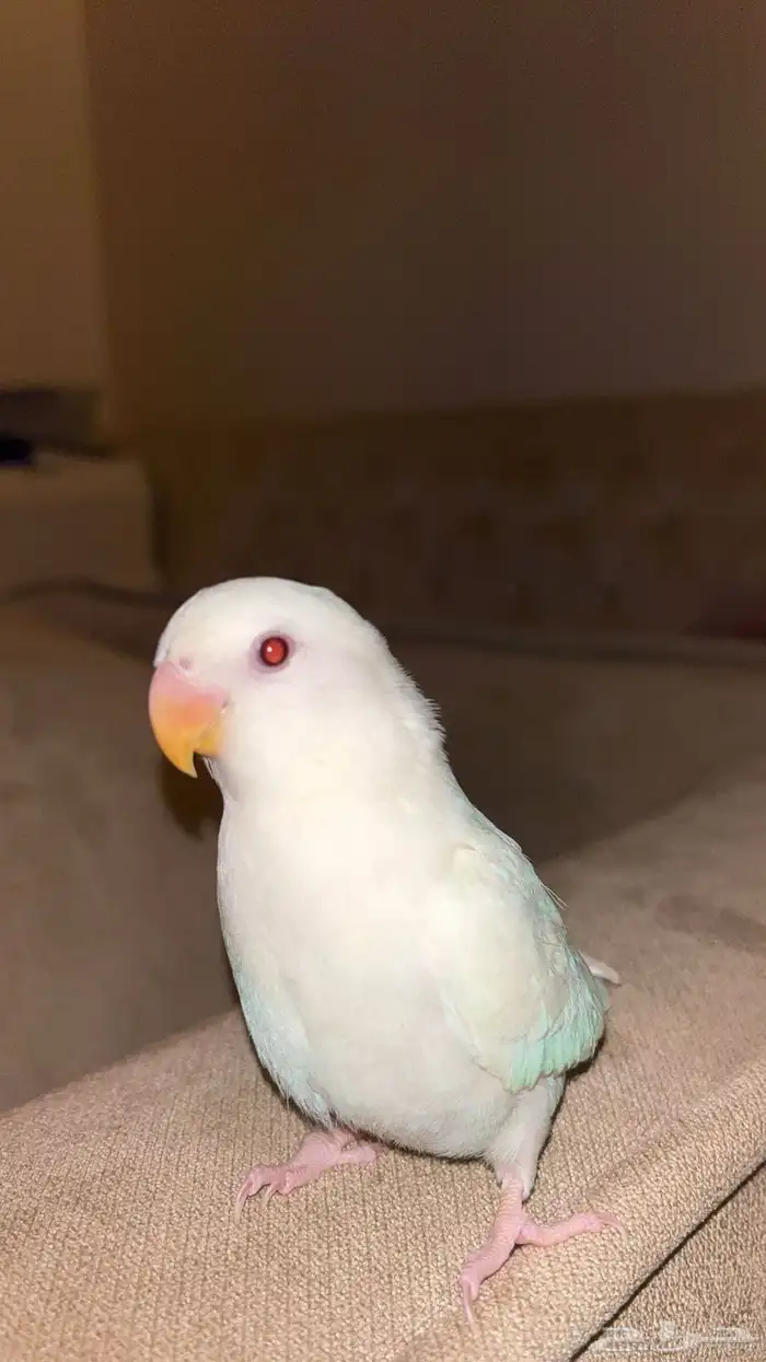 طير روز البين 1